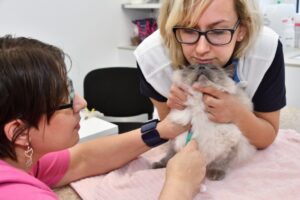 www.naceradska.cz -Ošetření zubů v anestezii - uspavání